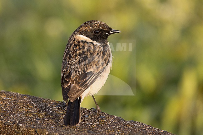 Male Stejneger's Stonechat (Saxicola stejnegeri) in moult perched on a cement border during migration on Tsushima Island in Japan. stock-image by Agami/Yann Muzika,