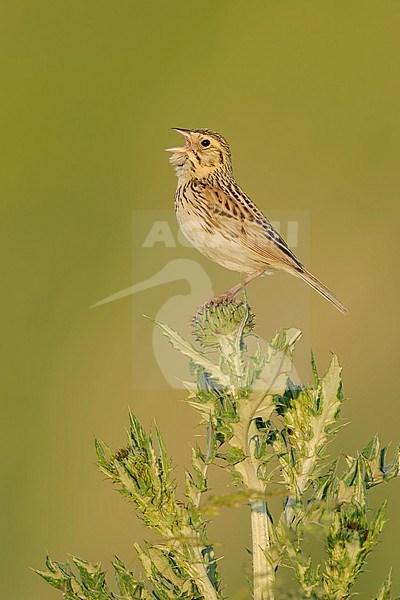 Adult Baird's Sparrow, Centronyx bairdii
Kidder Co., ND stock-image by Agami/Brian E Small,