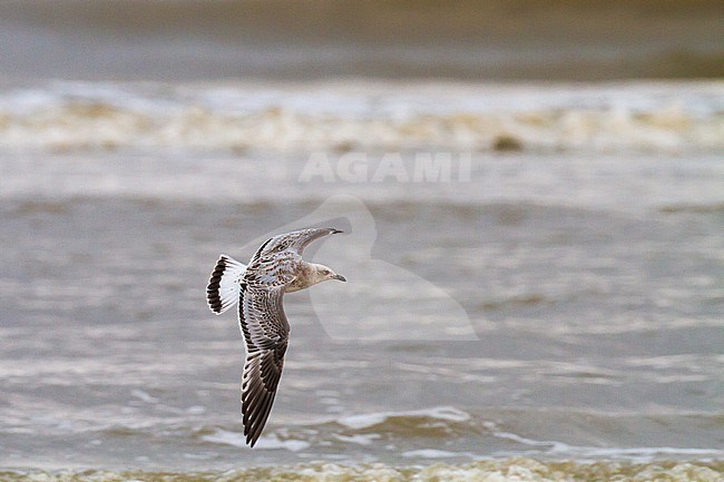 Mediterranean Gull, Ichthyaetus melanocephalus stock-image by Agami/Menno van Duijn,