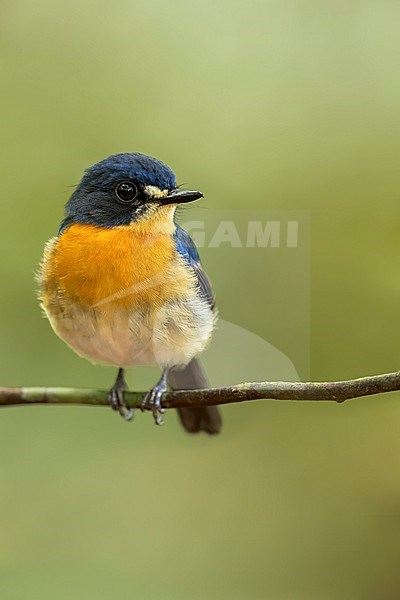 Mangrove Blue Flycatcher (Cyornis rufigastra) Perched on a branch in Borneo stock-image by Agami/Dubi Shapiro,