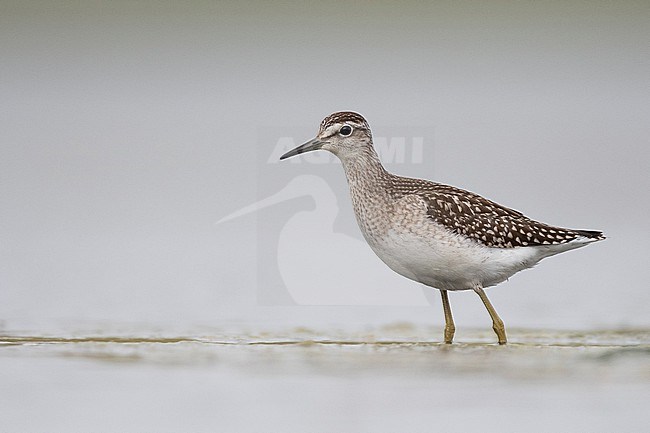 Wood Sandpiper, Tringa glareola, wading in shallow water in the Netherlands. stock-image by Agami/Han Bouwmeester,