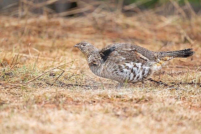 Adult male
Mackinac Co., MI
April 2025 stock-image by Agami/Brian E Small,