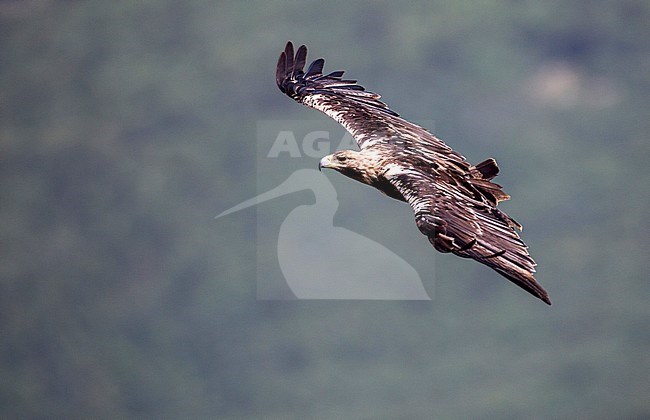 Subadult Spanish Imperial Eagle (Aquila adalberti) in flight over Guadarrama National Park in Spain. Seen from above. stock-image by Agami/Oscar Díez,