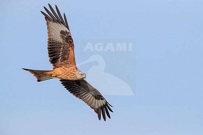 Red Kite (Milvus milvus), juvenile in flight seen from below, Basilicata, Italy stock-image by Agami/Saverio Gatto,