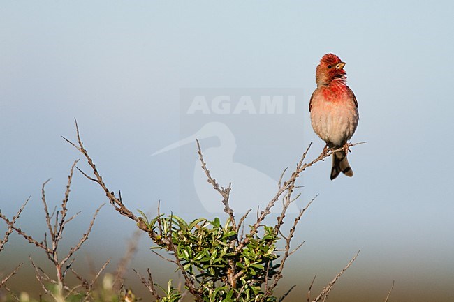 Zingend mannetje Roodmus; Male Common Rosefinch singing stock-image by Agami/Menno van Duijn,