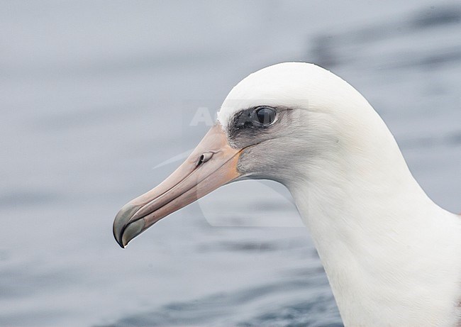 Closeup of a Laysan Albatross (Phoebastria immutabilis) offshore Half Moon Bay in California, United States. stock-image by Agami/Marc Guyt,