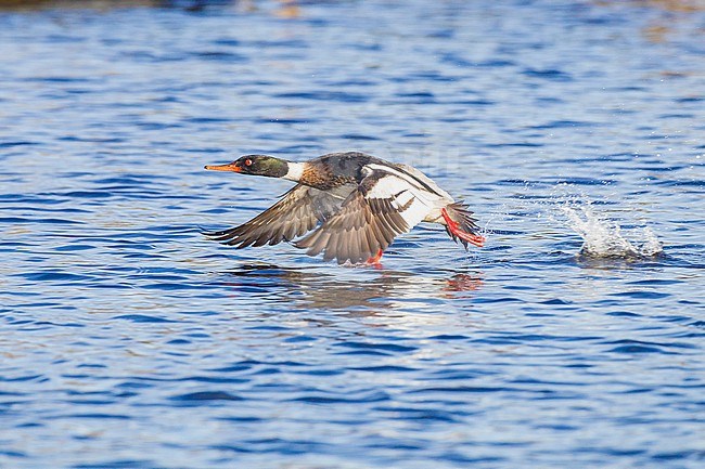 Red-breasted Merganser, Mergus serrator wintering at the Dutch delta. Male taking off from the water. stock-image by Agami/Menno van Duijn,