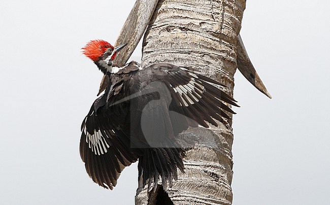Pileated Woodpecker (Dryocopus pileatus) trying to scare away a hawk at Everglades NP, Florida, USA stock-image by Agami/Helge Sorensen,