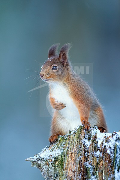Rode eekhoorn in de sneeuw; Red Squirrel in snow stock-image by Agami/Danny Green,