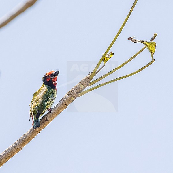 Coppersmith Barbet ssp roseus (Psilopogon haemacephalus roseus) perched on a branch showing the back. stock-image by Agami/Lennart Verheuvel,