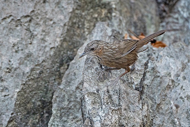 Rufous Limestone Babbler (Gypsophila calcicola) in Thailand. stock-image by Agami/Pete Morris,