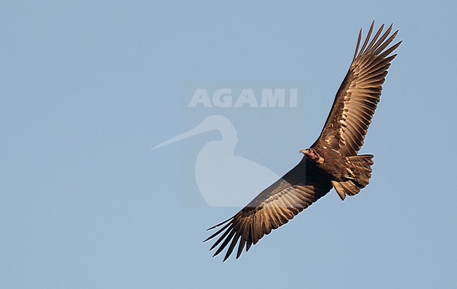 Adult Hooded Vulture (Necrosyrtes monachus) in flight. stock-image by Agami/Ian Davies,