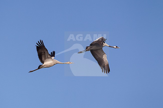 Common Crane (Grus grus) juvenile and adult in flight in autumn migration at Lolland, Denmark stock-image by Agami/Helge Sorensen,