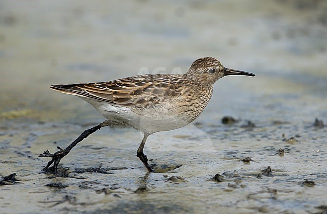 Running juvenile bird. stock-image by Agami/Kris de Rouck,