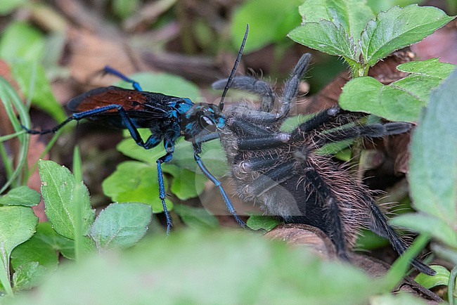 A wasp in the genus Pepsis, sometimes called tarantula hawks, dragging an apparently paralyzed tarantula at Otún Quimbaya Wildlife Sanctuary, Pereira, Risaralda, Colombia. stock-image by Agami/Tom Friedel,