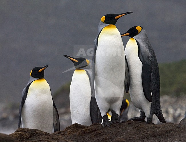 King Penguin group standing in the colony; KoningspinguÃ¯n groep staand in de kolonie stock-image by Agami/Marc Guyt,