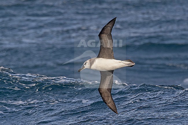 Immature Grey-headed albatross (Thalassarche chrysostoma) at sea between Argentina and South Georgia. stock-image by Agami/Pete Morris,