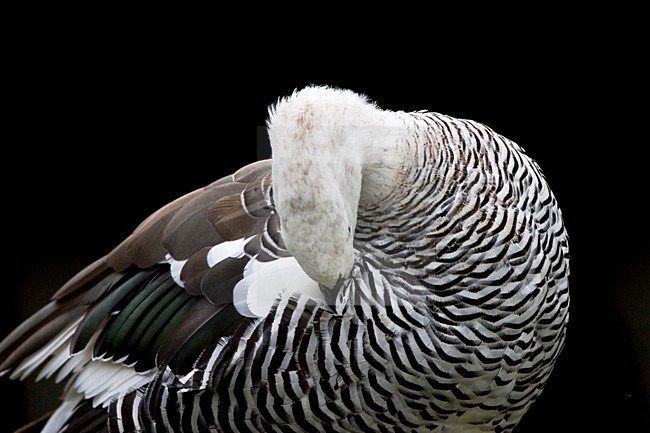 Magelhaengans poetsend; Upland Goose preening stock-image by Agami/Marc Guyt,