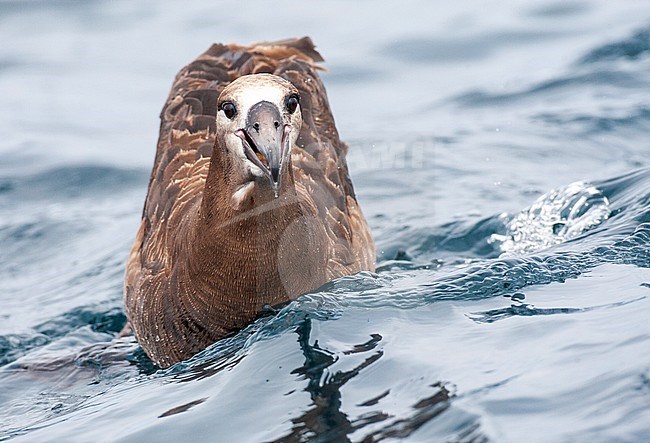 Swimming Black-footed Albatross (Phoebastria nigripes) offshore California, United States. Feeding on fish scraps. stock-image by Agami/Marc Guyt,