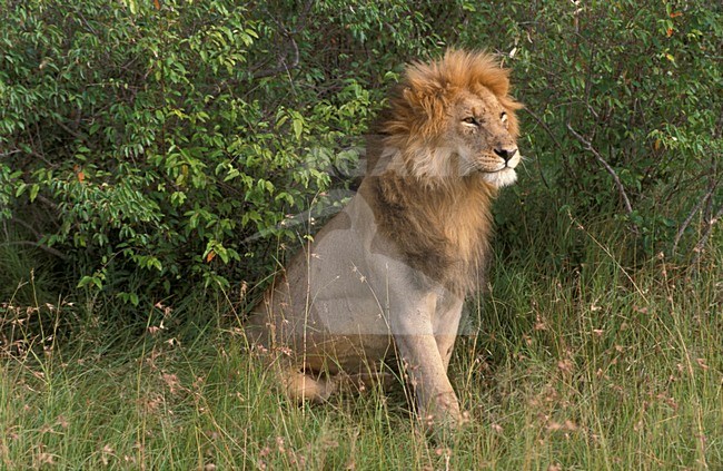 Lion adult male; Leeuw volwassen man stock-image by Agami/Marc Guyt,