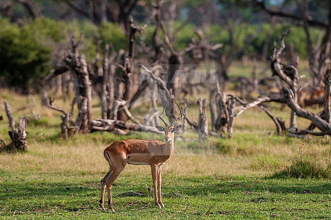 Portrait of a male impala, Aepyceros melampus, in a landscape of flood-killed trees. Khwai Concession Area, Okavango, Botswana. stock-image by Agami/Sergio Pitamitz,