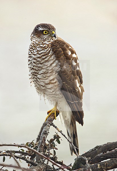 Eurasian sparrowhawk; Sperwer stock-image by Agami/Alain Ghignone,