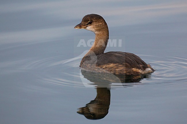 Verdwaalde Dikbekfuut op de Azoren; Lost Pied-billed Grebe on the Azores stock-image by Agami/Daniele Occhiato,