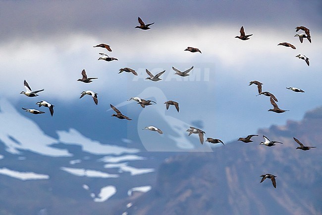 Common Eider (Somateria mollissima borealis) during spring on Iceland. Flock in flight with mountain range in the background. stock-image by Agami/Daniele Occhiato,