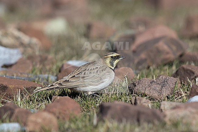 Adult female Horned Lark or Shore Lark (Eremophila alpestris, ssp. atlas) at Oukaimeden in High Atlas  stock-image by Agami/Mathias Putze,