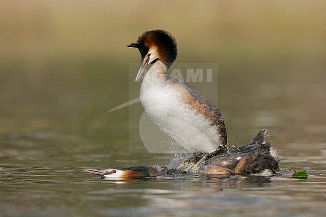 Futen parend; Great Crested Grebes mating stock-image by Agami/Menno van Duijn,