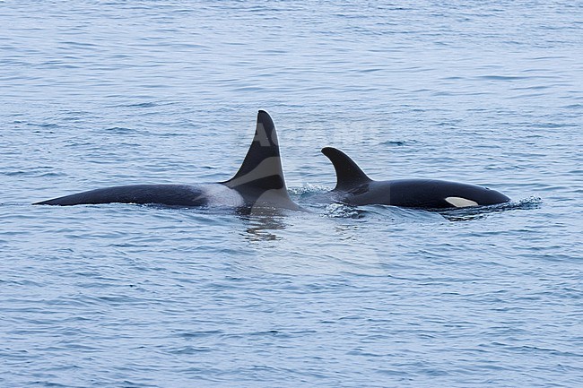 Killer whale (Orcinus orca) taken the 22/06/2022 at Anchorage - Alaska. stock-image by Agami/Nicolas Bastide,