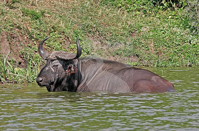 African Buffalo in water stock-image by Agami/Pete Morris,