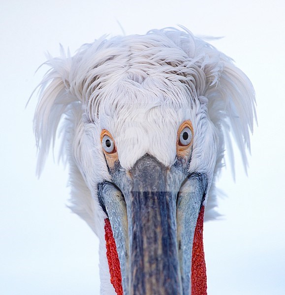 Close-up of adult Dalmatian Pelican (Pelecanus crispus) at Lake Kerkini, Greece stock-image by Agami/Marc Guyt,