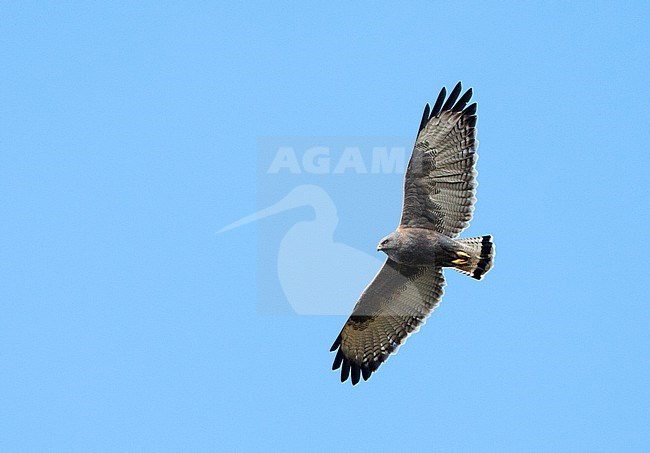 Variable Hawk (Geranoaetus polyosoma) in Ecuador. Also known as Puna Hawk. stock-image by Agami/Marc Guyt,