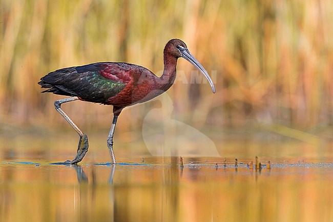 Glossy Ibis, Plegadis falcinellus, in Italy. stock-image by Agami/Daniele Occhiato,