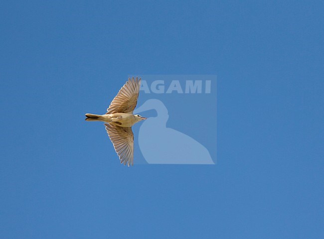 Mannetje Duinpieper in baltsvlucht, zangvlucht in de blauwe lucht; Singing male Tawny Pipit in courtship flight stock-image by Agami/Ran Schols,
