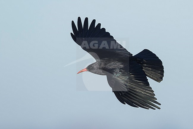 Alpenkraai, Red-billed Chough, Pyrrhocorax pyrrhocorax erythroramphos, Spain, adult stock-image by Agami/Ralph Martin,