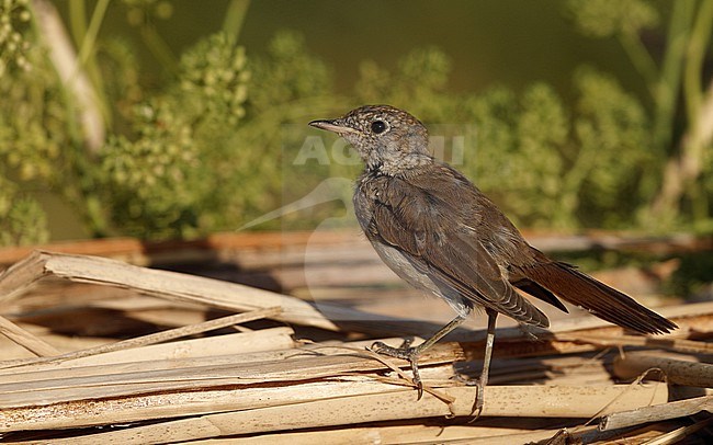 Common Nightingale, Luscinia megarhynchos, juvenile at Castilla-La Mancha, Spain stock-image by Agami/Helge Sorensen,