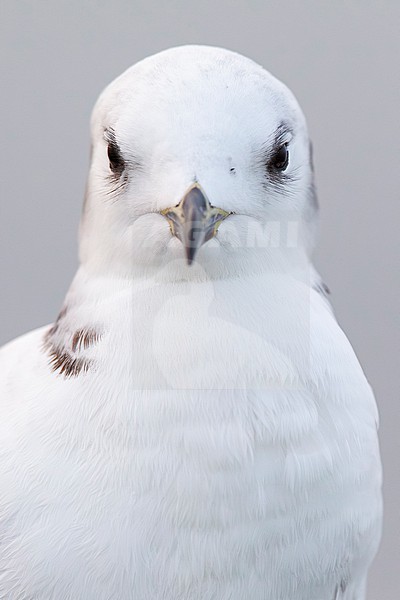 Portrait of a first winter black-legged kittiwake (Rissa tridactyla), found at a vessel offshore at the German Beight at the North Sea stock-image by Agami/Mathias Putze,