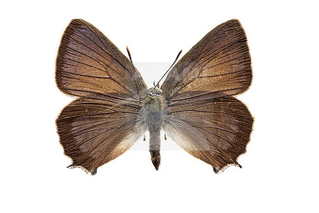 Purple Hairstreak, Eikenpage, Favonius quercus stock-image by Agami/Wil Leurs,