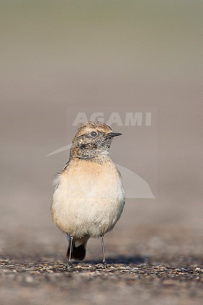 Bonte Tapuit zit op de grond; Pied Wheatear perched on ground stock-image by Agami/Menno van Duijn,