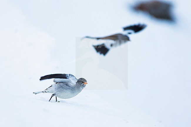 White-winged Snowfinch - Schneesperling - Montifringilla nivalis ssp. nivalis, adult, Swiss, in flight stock-image by Agami/Ralph Martin,
