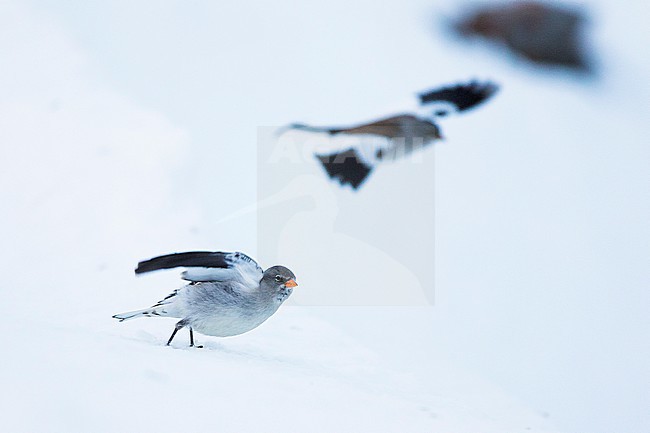 White-winged Snowfinch - Schneesperling - Montifringilla nivalis ssp. nivalis, adult, Swiss, in flight stock-image by Agami/Ralph Martin,