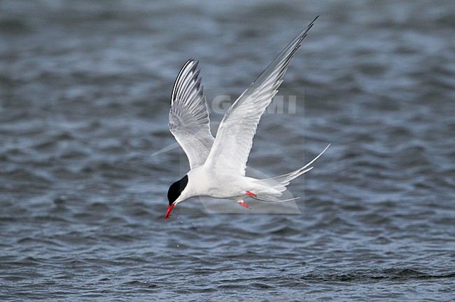 Noordse Stern, Arctic Tern, Sterna paradisaea stock-image by Agami/Hugh Harrop,