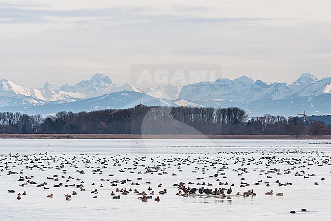 View from Reichenau stock-image by Agami/Ralph Martin,