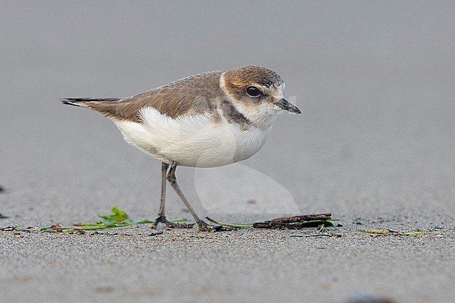 Kentish Plover (Charadrius alexandrinus), side view of an individual in winter plumage standing on the sand, Campania, Italy stock-image by Agami/Saverio Gatto,