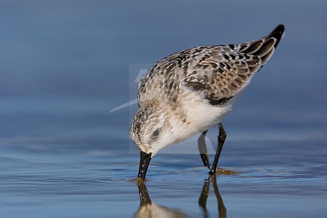Juvenile Drieteenstrandloper op het strand; Juvenile Sanderling on the beach stock-image by Agami/Daniele Occhiato,