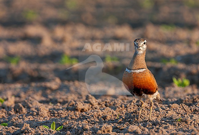 Adult Eurasian Dotterel (Charadrius morinellus) during spring migration on Wadden Island Texel in the Netherlands. stock-image by Agami/Marc Guyt,