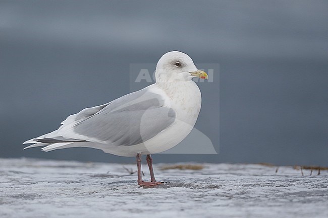 Volwassen Kumliens Meeuw; Adult winter Kumlien's Gull (Larus glaucoides kumlieni) stock-image by Agami/Chris van Rijswijk,