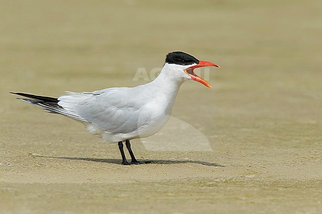 Adult Caspian Tern (Hydroprogne caspia) calling on a beach in full breeding plumage in Galveston County, Texas, USA, during spring. stock-image by Agami/Brian E Small,